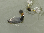 FZ030144 Coot diving and chicks (Fulica atra).jpg